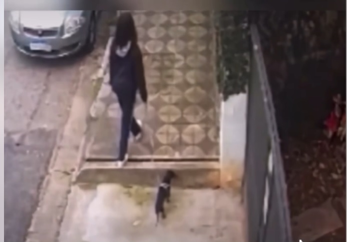 “წინასწარ იგრძნო საფრთხე“ – ძაღლმა პატრონი სიკვდილს გადაარჩინა (ვიდეო)
